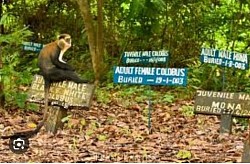 Monkey cemetery